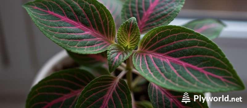 Plantas pequeñas que viven en ambientes húmedos 4 Fitonia (Fittonia albivenis)